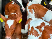Rinder (Partie, Geschlecht nicht angegeben), Russian Black pied cattle — Foto 3