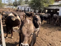 Bovinos (lote, sexo no especificado), Swiss cattle — foto 3