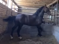 घोड़ा, Kazakh horse — फ़ोटो 2