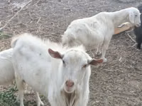 母山羊, Alpine goat — 照片 2