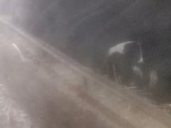 Schafe (Partie, Geschlecht nicht angegeben), Schafe