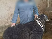 كبش, الأغنام — الصورة 1
