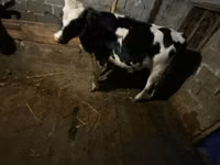 母牛, Russian Black pied cattle — 照片 1