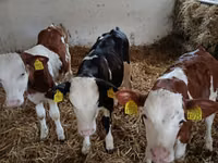 Bulle, Simmental cattle — Foto 4