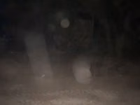 母牛, Cattle — 照片 1