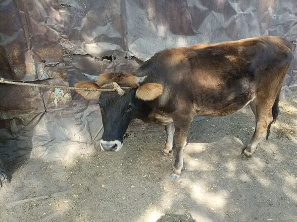 母牛, Cattle — 吉尔吉斯斯坦