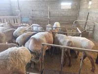 كبش, Hissar sheep — الصورة 6