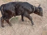 Бұқа, Swiss cattle — 2-сурет