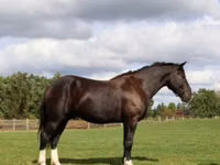 Aygʻir, Percheron — 1-rasm