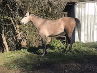 Hengst, Arabian horse — Foto 6