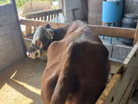 Cow, Latvian Blue cattle — photo 3