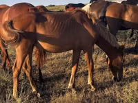 فرس, Kazakh horse — الصورة 3