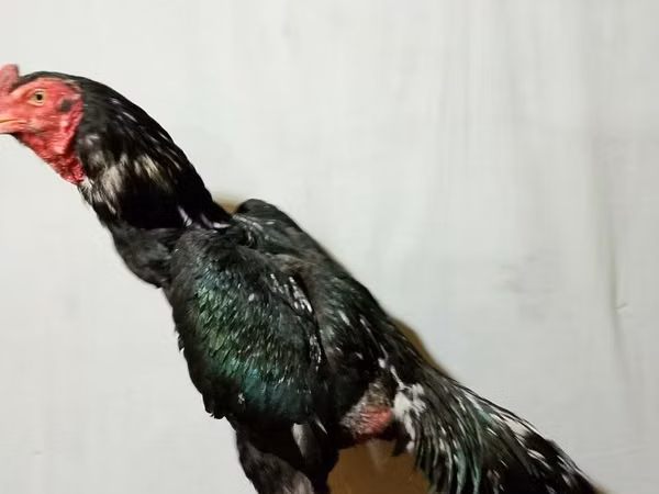Chickens — أوزبكستان