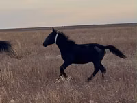 Hengst, Kazakh horse — Foto 2