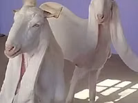 Ziege, Gulabi goats — Foto 1