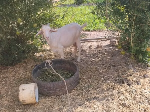 Cabra, Cabras — Uzbekistán