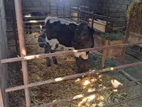 Bulle, Holstein-Rasse — Foto 2
