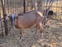 Echki, Alpine goat — 5-rasm