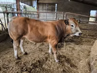 ثور, Partenaise cattle — الصورة 2