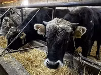 Toro, Ganado vacuno — foto 7