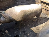 Säue, Schweine — Foto 2