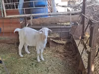 Ziege, Nubian Goat — Foto 7