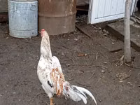 Chickens — Foto 5