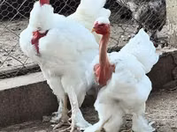 Turkeys — 1-сурет