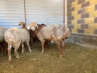 Carnero, Rhon sheep — foto 6