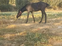 Caballos (lote, sexo no especificado), Caballos — foto 6