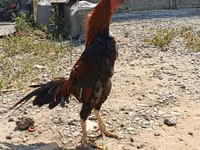 Chickens — Foto 1