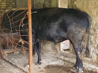 सांड, मवेशी — फ़ोटो 2