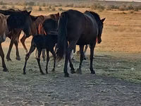 Toychoq, Kazakh horse — 3-rasm