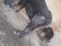 गाय, मवेशी — फ़ोटो 1