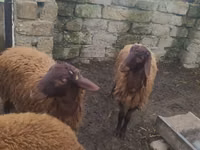 Carnero, Blackheaded Persian sheep — foto 1