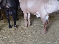 मेढ़ा, Arashan sheep — फ़ोटो 2