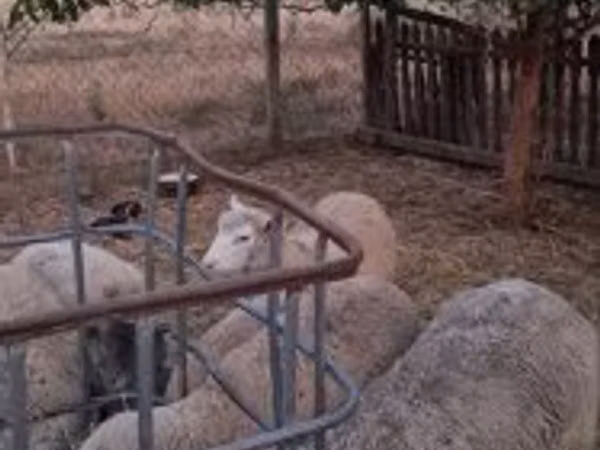 Ram, Cerry Hill sheep