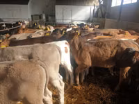Bulle, Simmental cattle — Foto 4