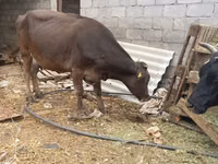 Cow, Cattle — photo 4