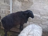 كبش, الأغنام — الصورة 3
