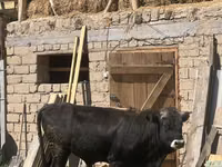 公牛, Cattle — 照片 3
