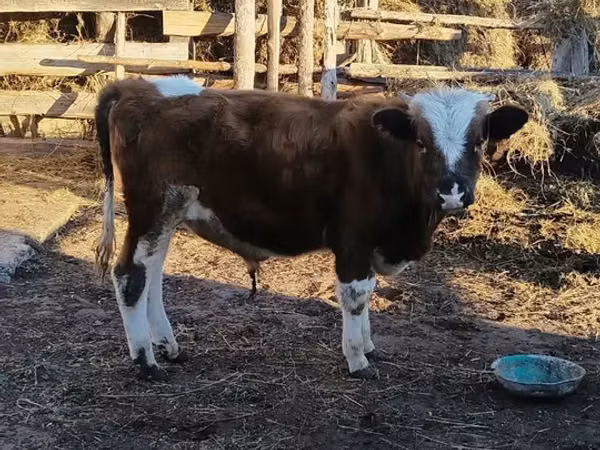 Toro, Vaca kazaja de cabeza blanca