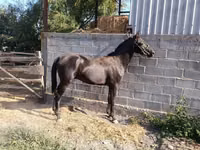 Horse (M), Friesian sport horse — photo 2
