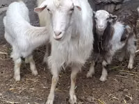 Cabra, Cabras — foto 1