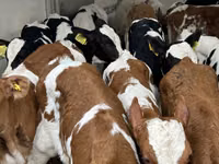 Rinder (Partie, Geschlecht nicht angegeben), Russian Black pied cattle — Foto 6