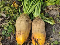 Продам кормовую сфеклу — 2-rasm