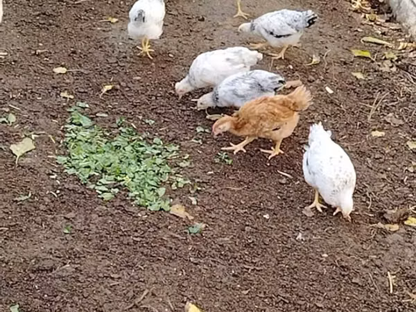Chickens