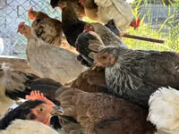 Chickens — photo 4