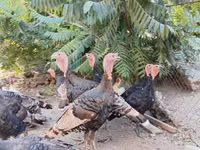 Turkeys — 1-rasm
