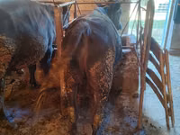 Toro, Raza Alatau — foto 3